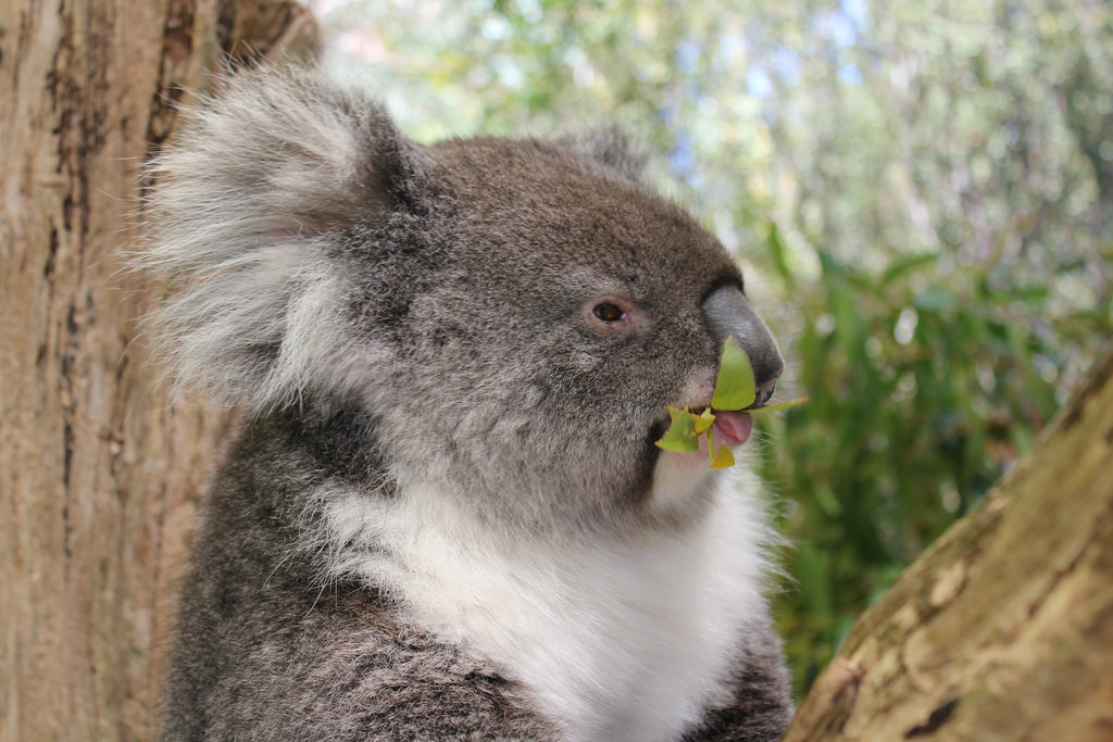 Koala at Cleland Wildlife Park | © NH53/Flickr