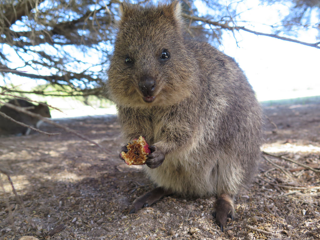 Quokka on Rottnest Island | © S Rohrlach/Flickr