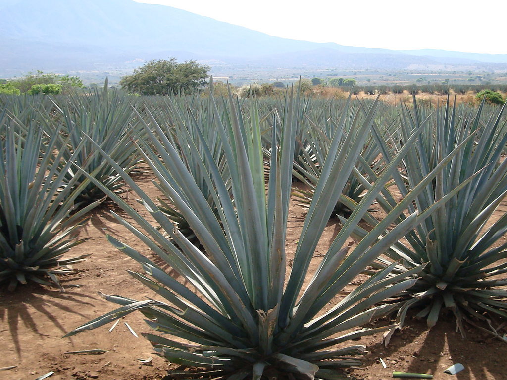 mexican agave
