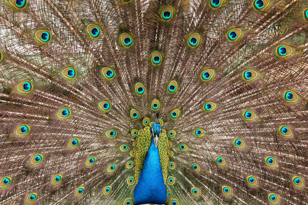 Peacock | © Mateusz Drogowski/Flickr