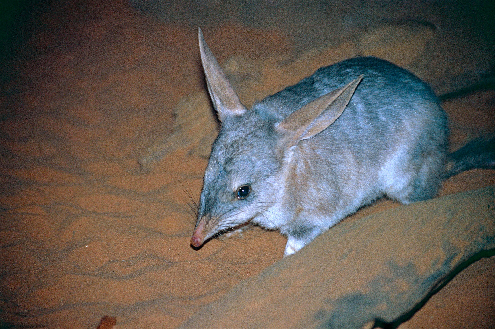 The 11 Weirdest Animals Australia