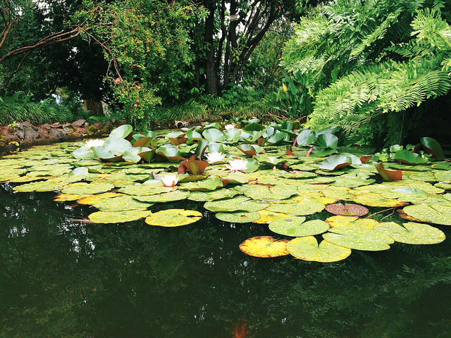 batumi Botanical garden