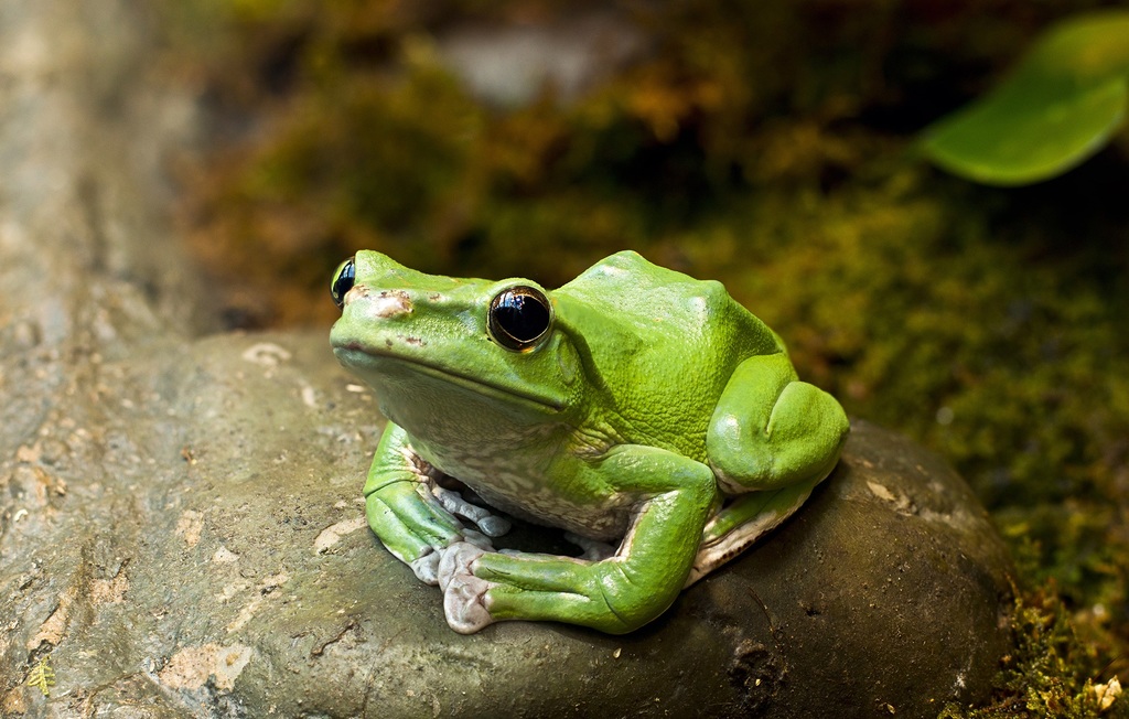 Discover species such as gliding frogs | Courtesy of Royal Botanical Gardens