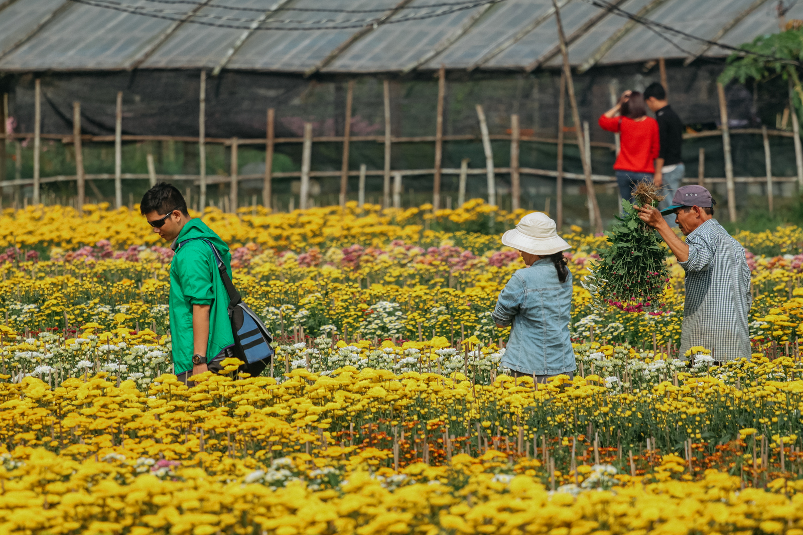 The Significance Of Táº¿t Flowers In Vietnam