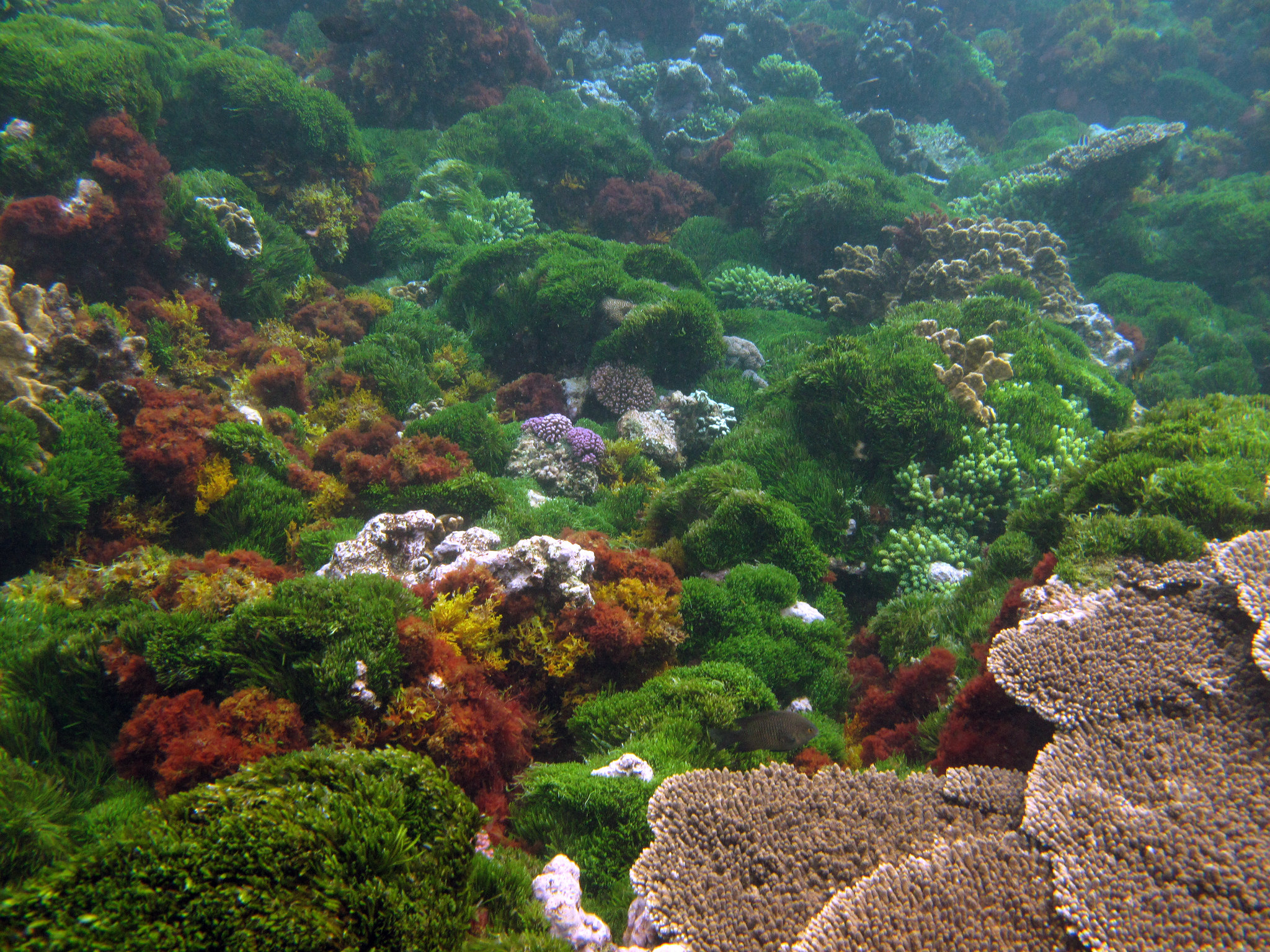 Coral reef 3d screensaver