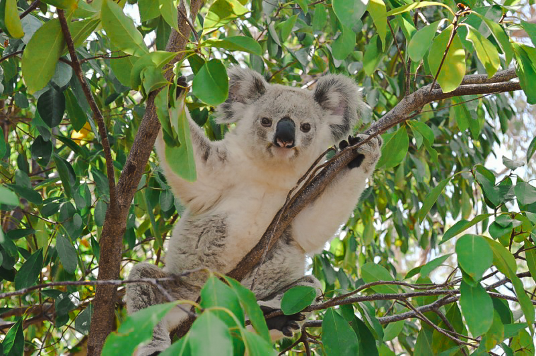 Where To See Koalas In Australia