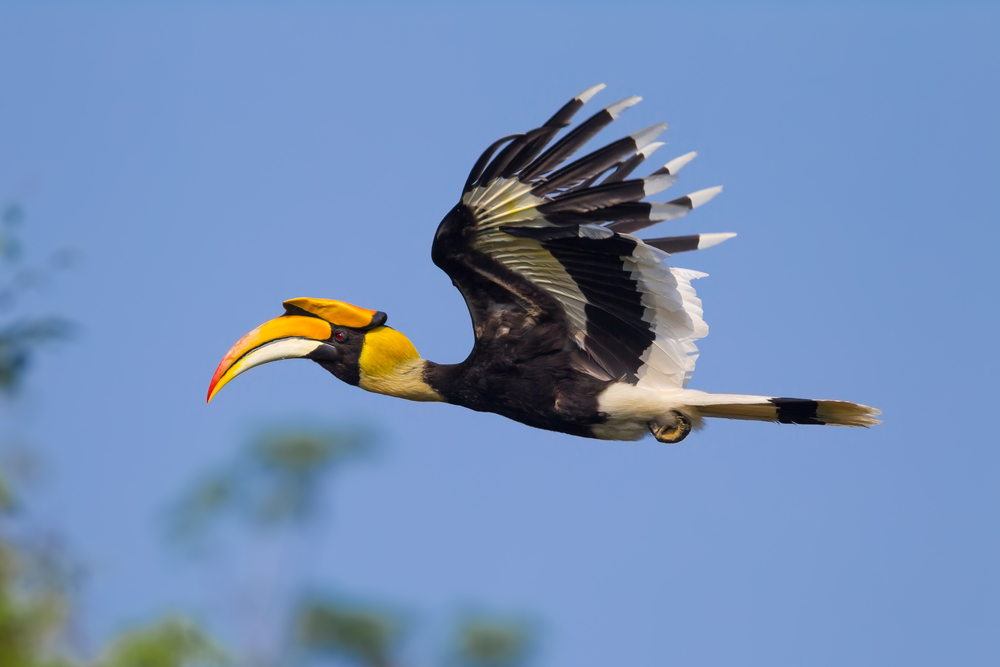 Hornbill 11 Facts About Malaysia S National Bird