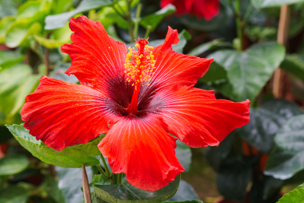 Hibiscus is Malaysia's national flower