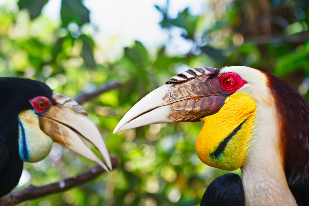 Hornbill 11 Facts About Malaysia S National Bird