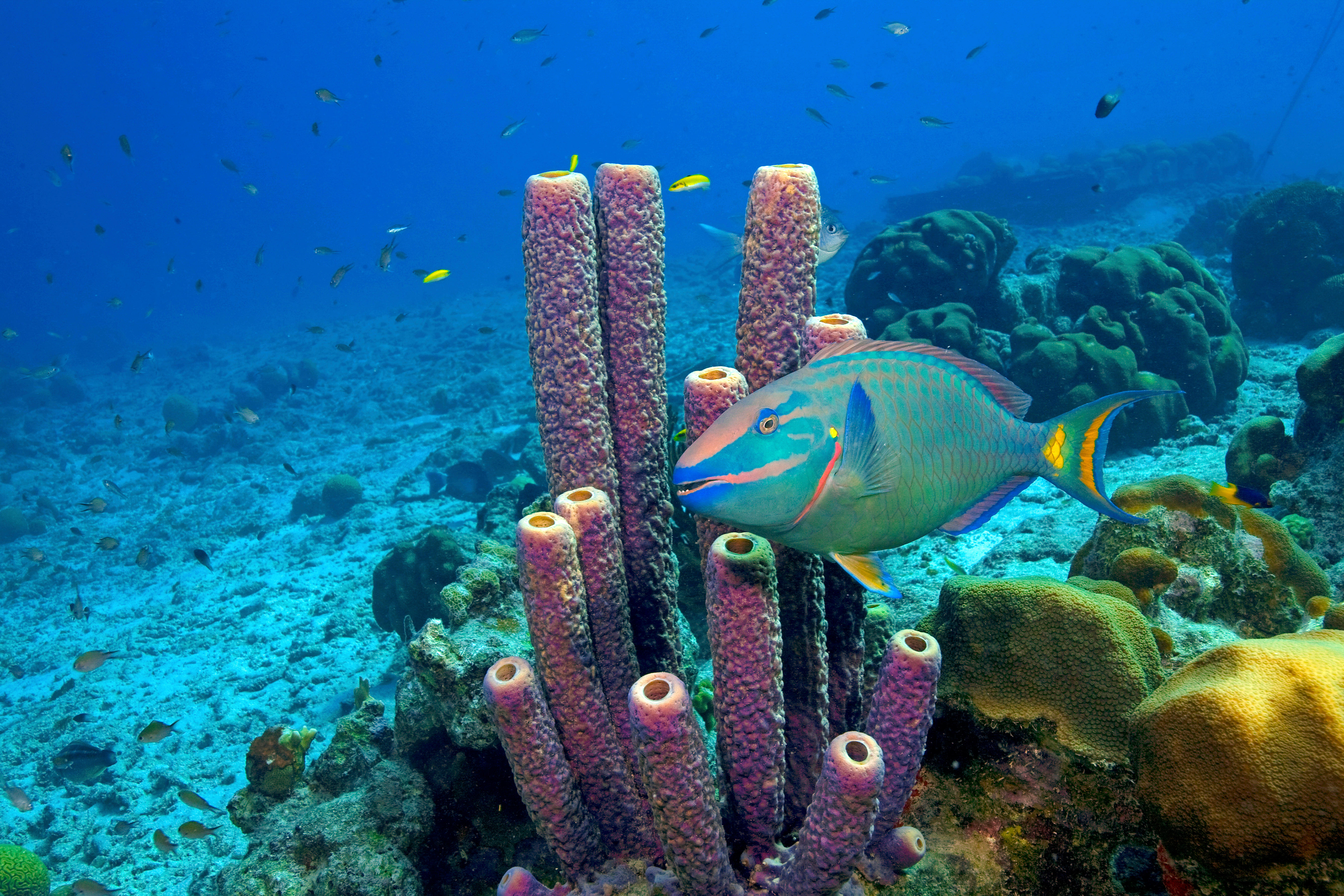 The Most Beautiful Coral Reefs in the World