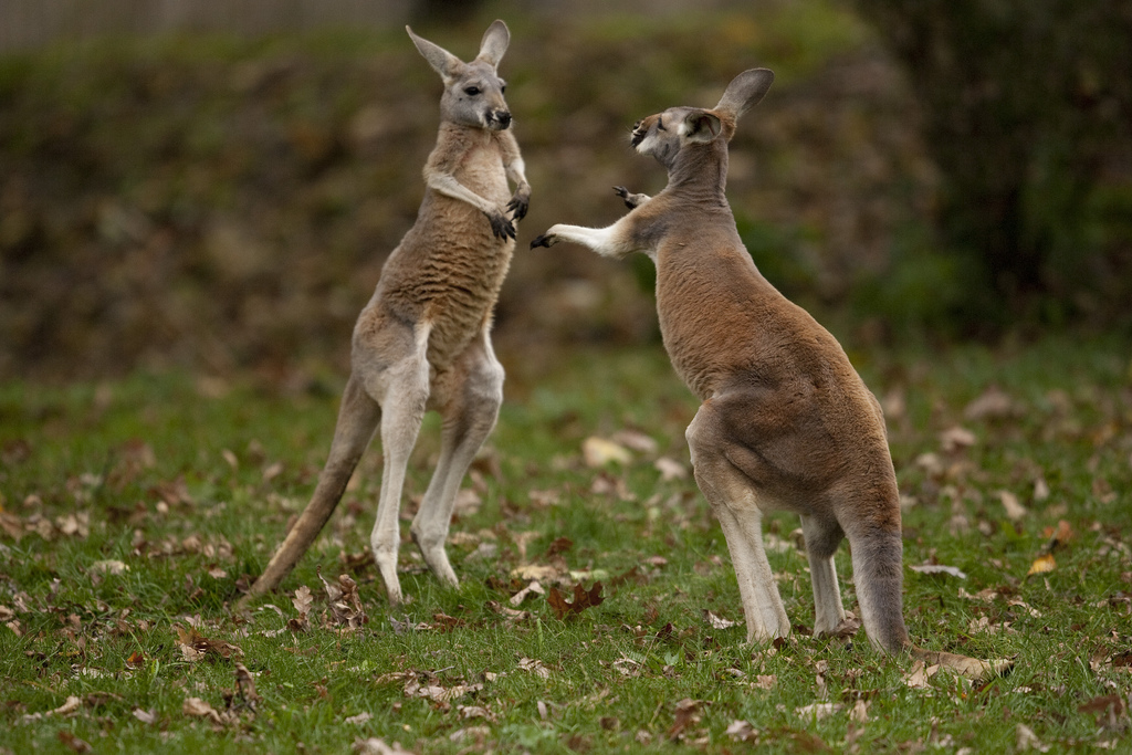 Red Kangaroo: 11 Facts About Australia's National
