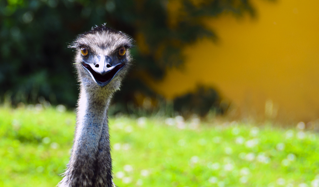 Skænk Jeg har erkendt det Barbermaskine Emu: 11 Facts About Australia's National Bird