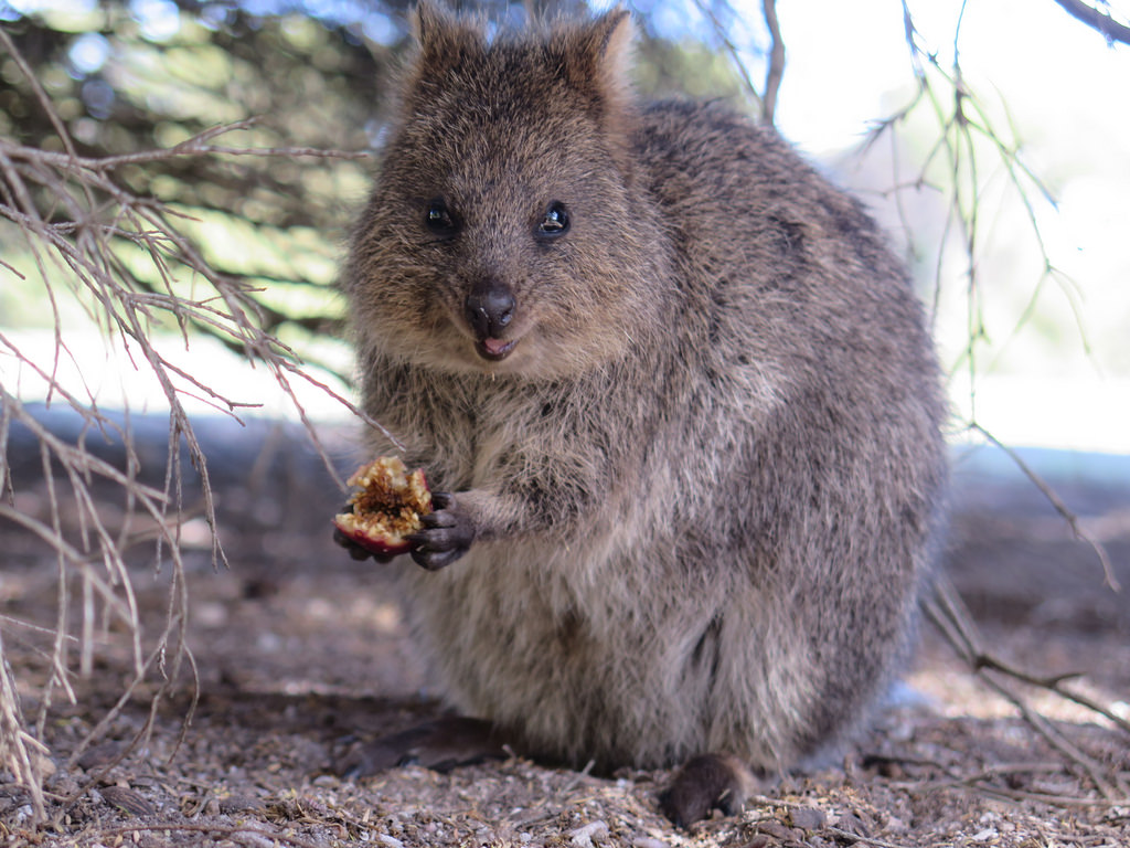 Quokka 11 Facts About Australia S Cutest Animal