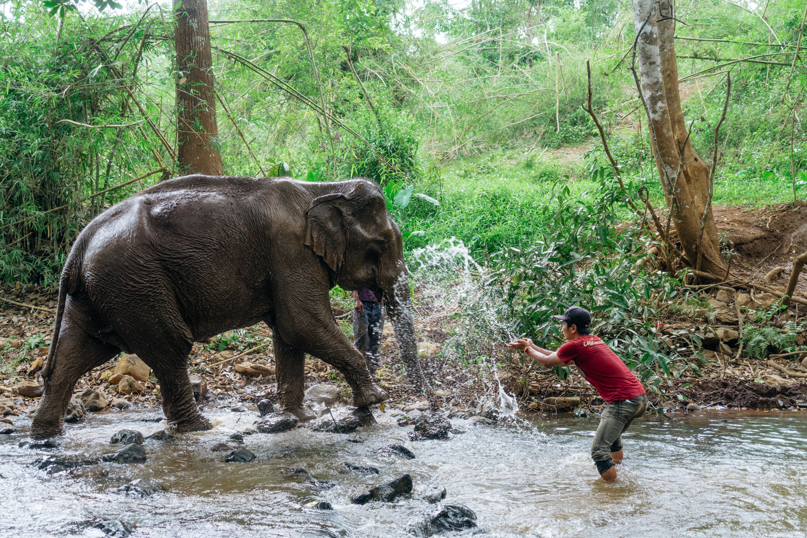 Feeding Elephants At Cambodia S Mondulkiri Wildlife Sanctuary