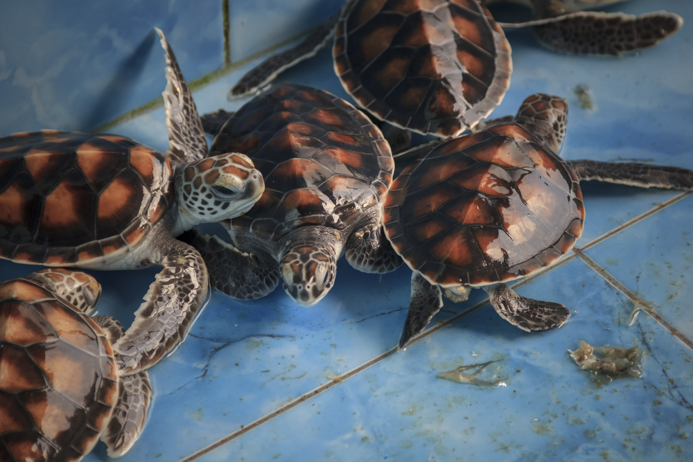 Where To Watch Turtles Hatch In Malaysia