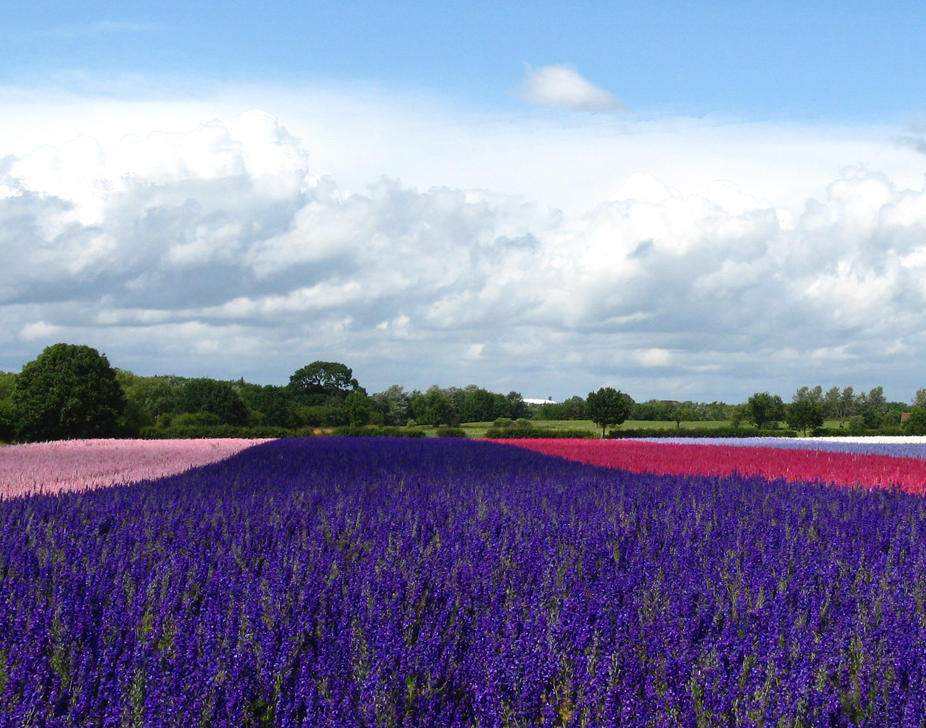 5 Beautiful Flower Fields You Won T Believe Are In Britain