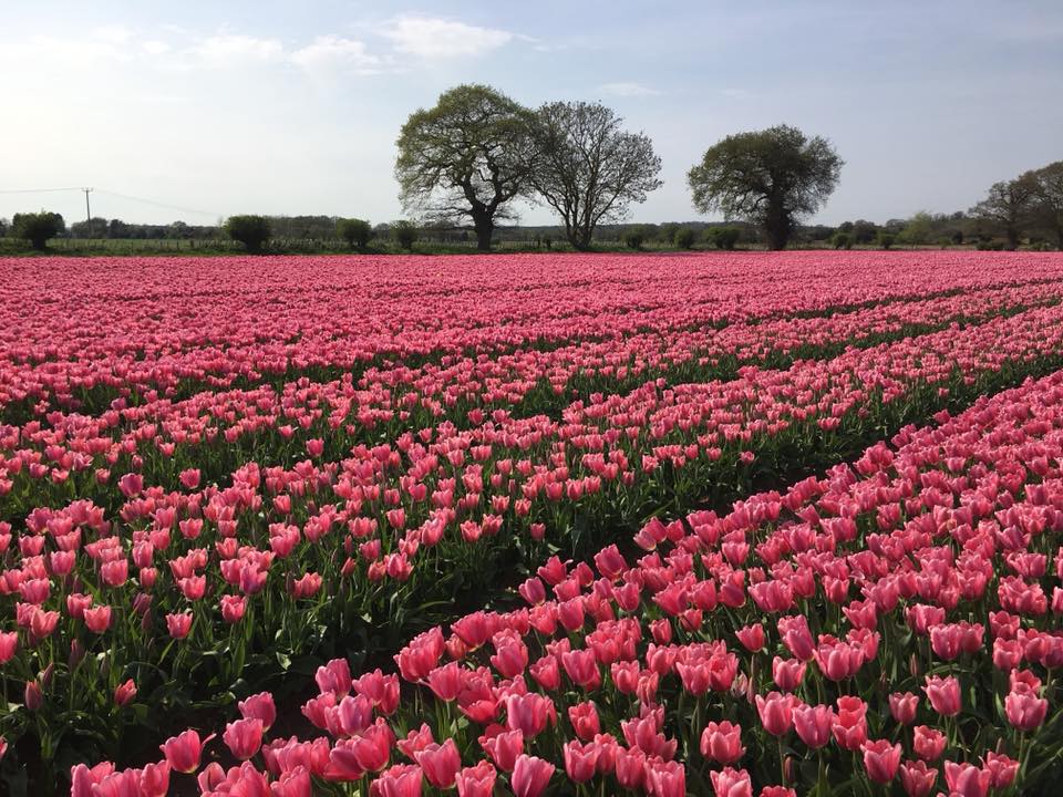 5 Beautiful Flower Fields You Won T Believe Are In Britain