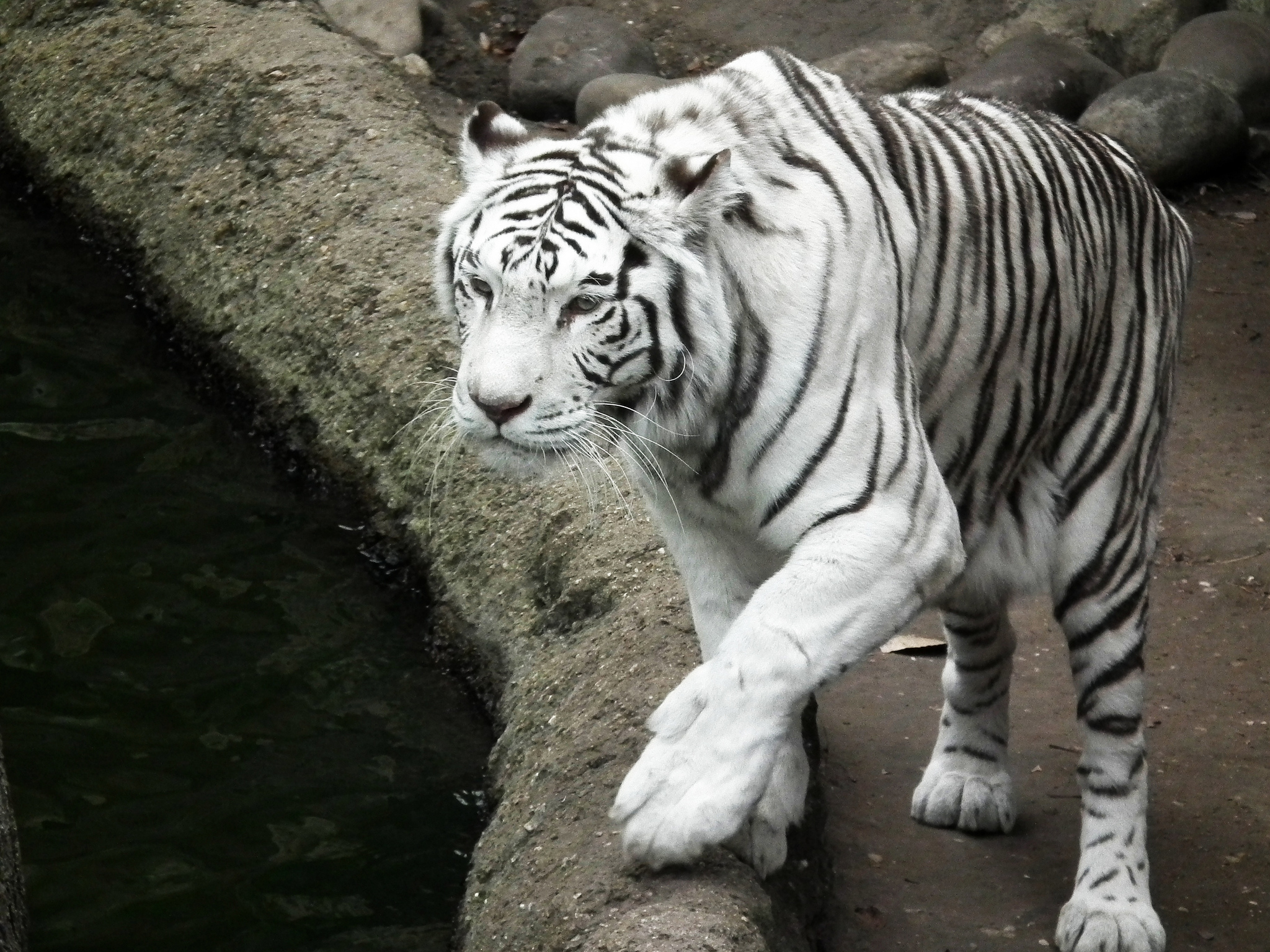 The Best Zoos in Texas to Experience Wildlife
