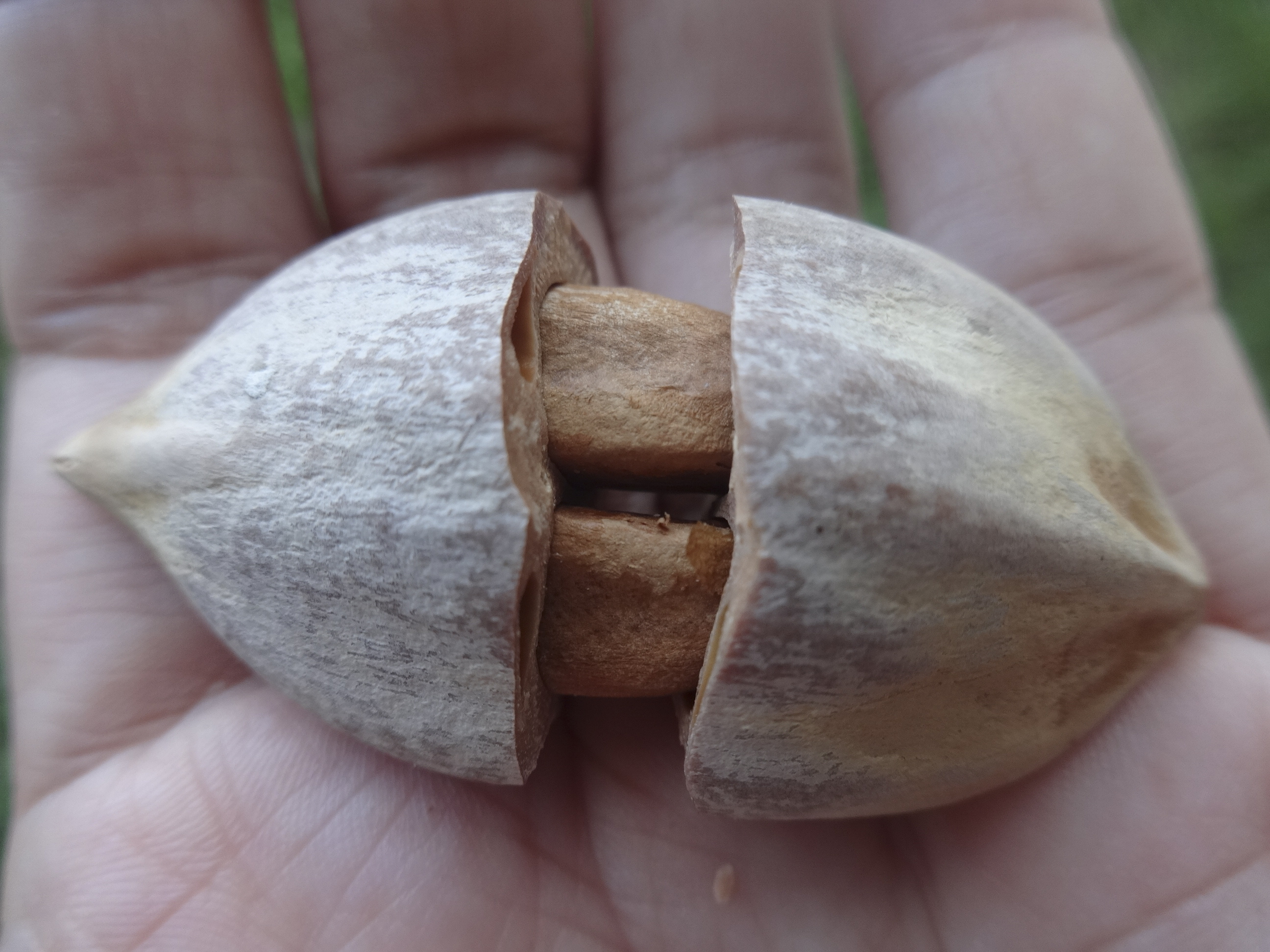 Pili Nuts Why This Delicious Philippine Superfood Can T Crack The Health Food Market