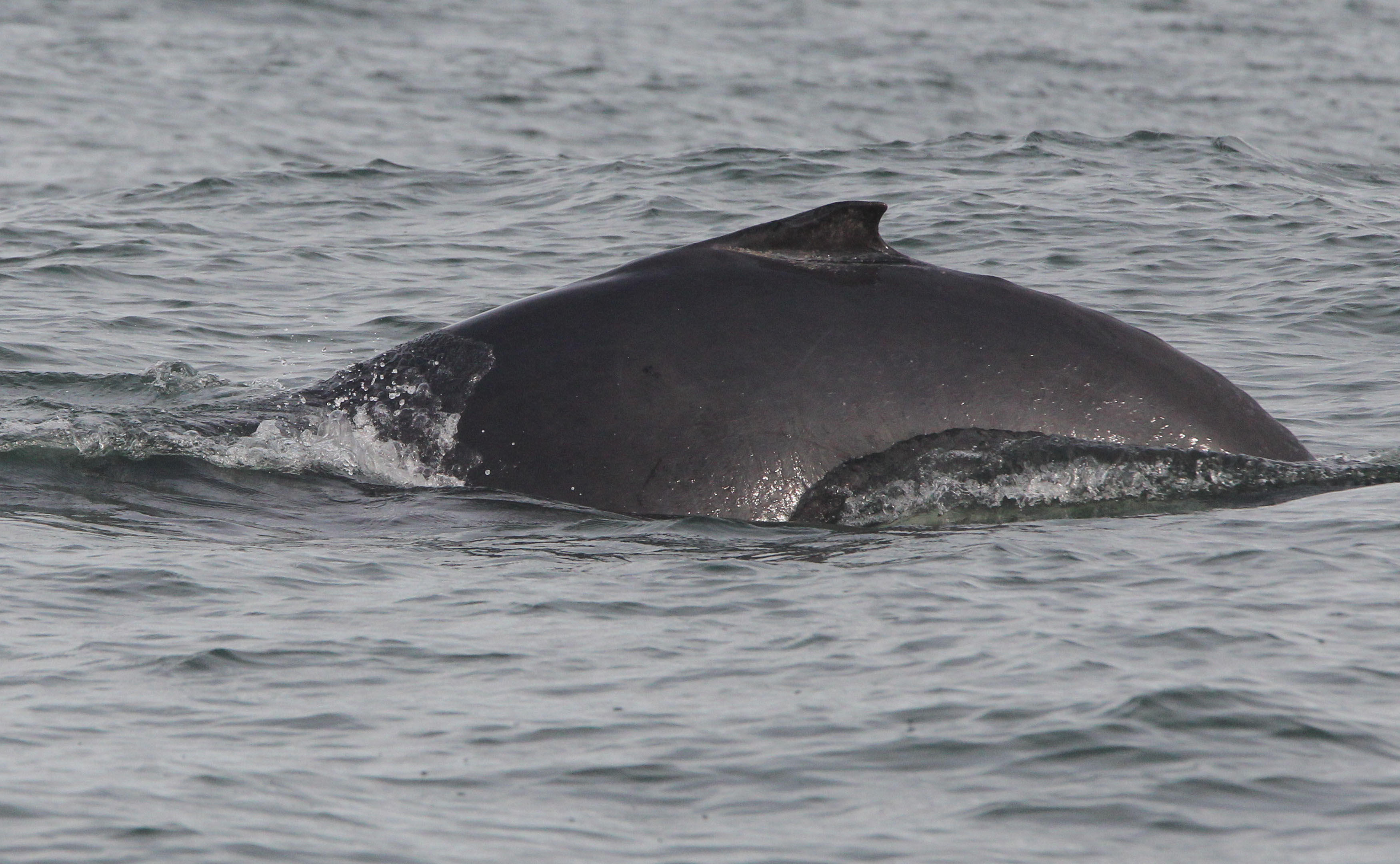 A Guide To Whale Watching In Colombia