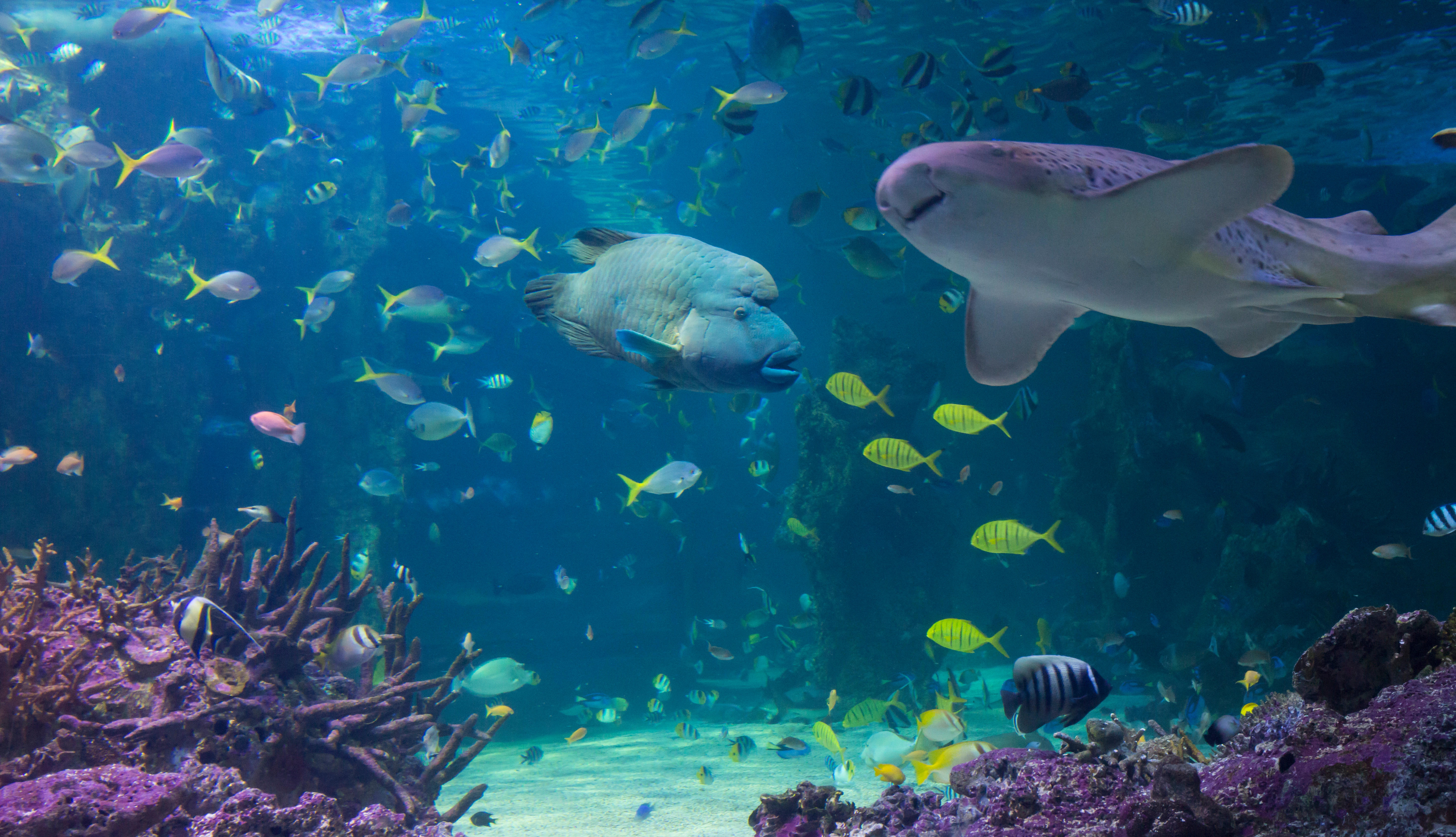 Specialisere Intim fløjte The Best Aquariums and Marine Parks in Australia
