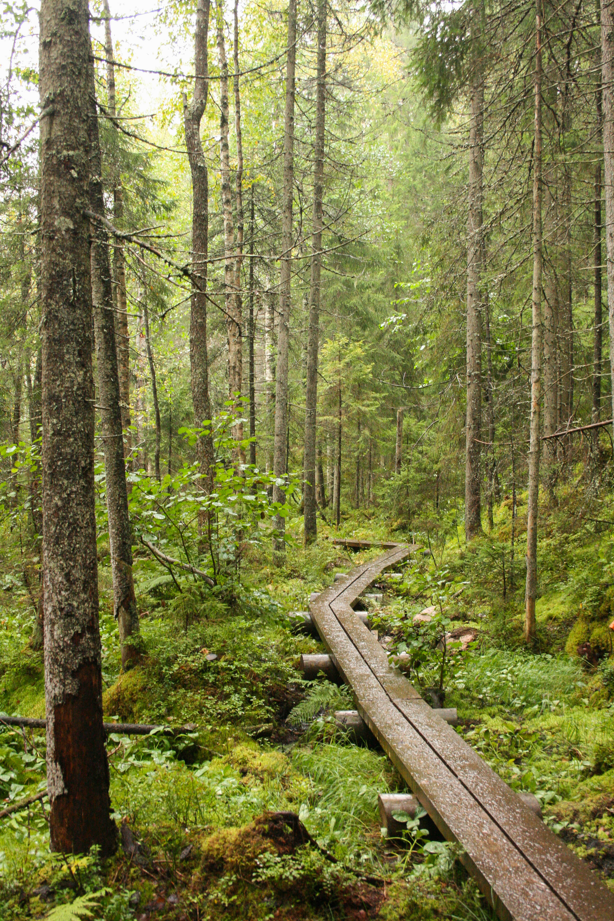 The Best Hiking Trails In and Helsinki