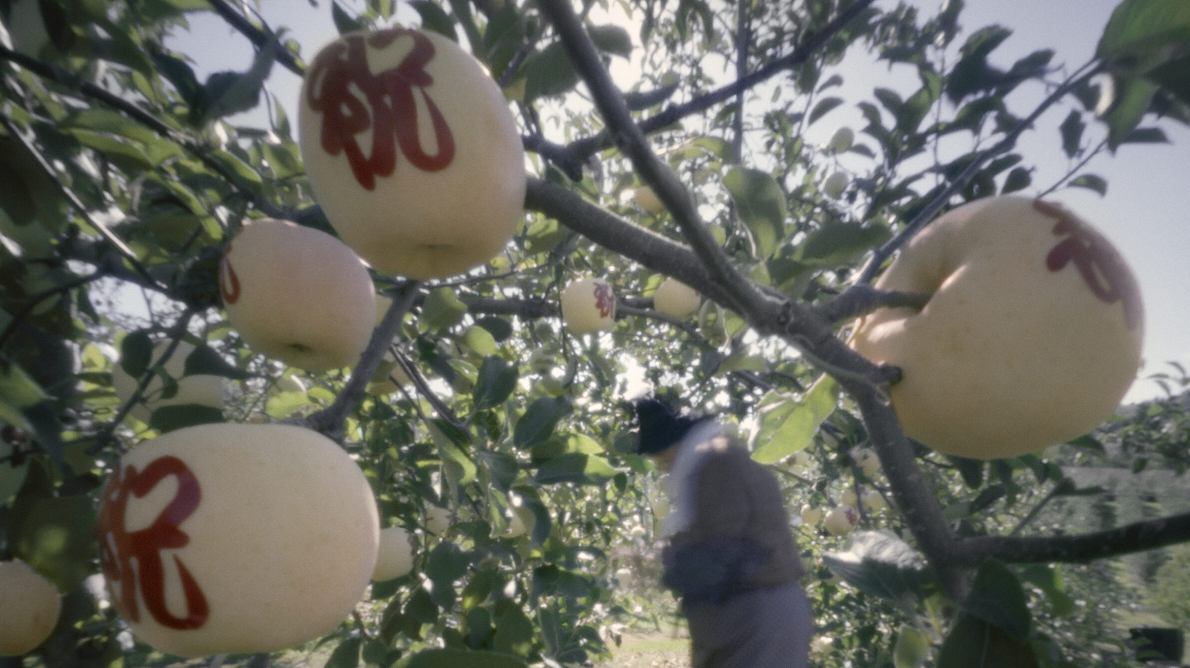 Emoji Apples The Highly Prized Yet Transient Japanese Fruit Art