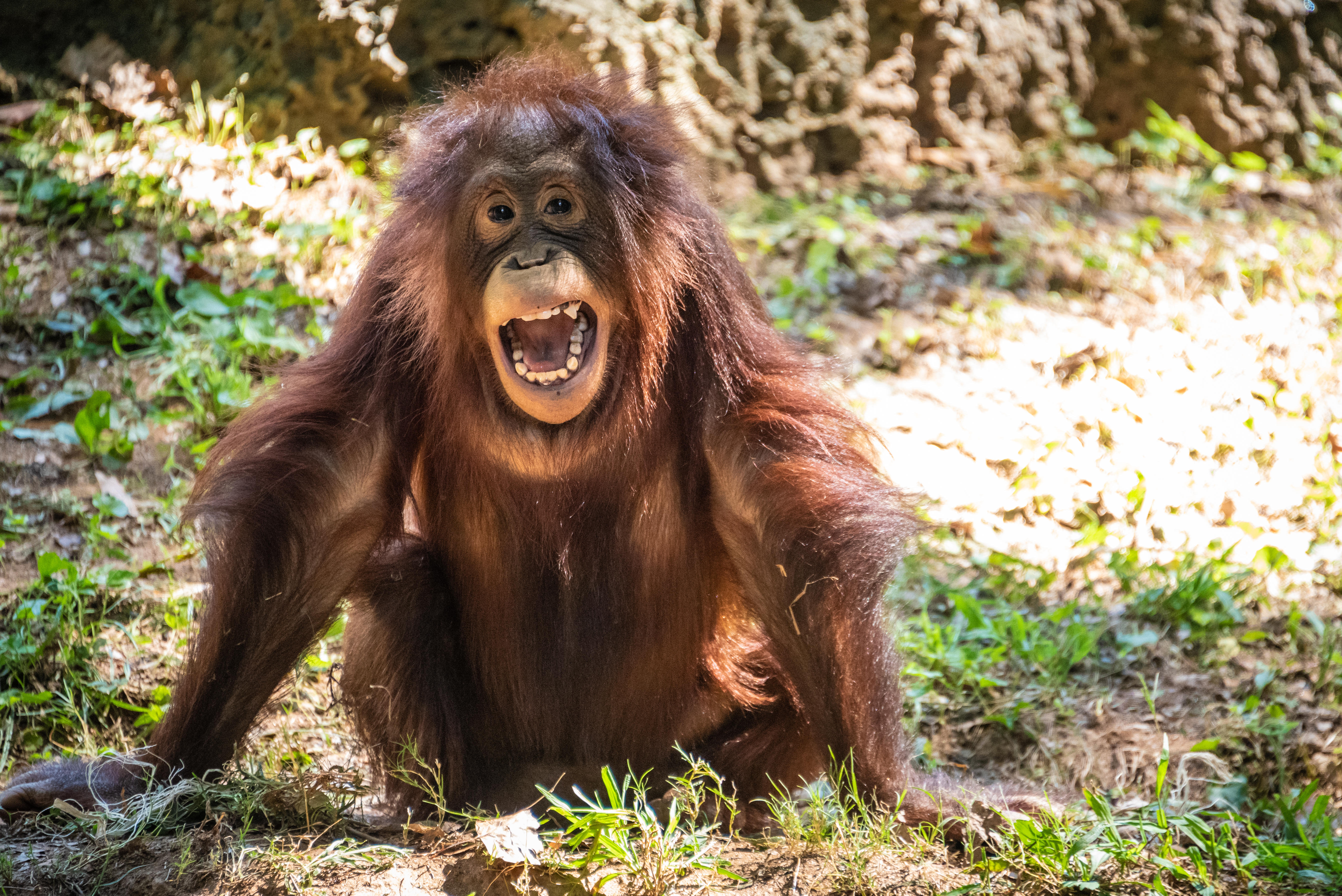 Young Bornean orangutan (Pongo pygmaeus) at Zoo Atlanta near downtown Atlanta, Georgia